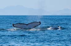 Tour privado de avistamiento de ballenas