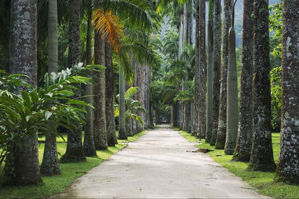 Visita guidata del Giardino Botanico, Bosque de Tijuca e Parque Lage