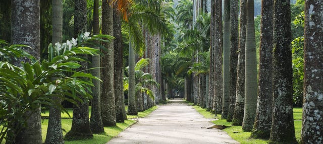 Tour pelo Jardim Botânico, Floresta da Tijuca e Parque Lage