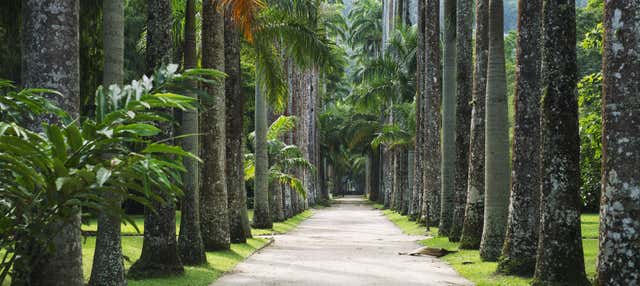 Botanical Garden + Tijuca Forest Tour