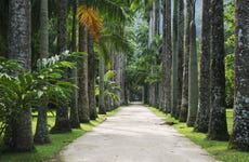Botanical Garden + Tijuca Forest + Lage Park Tour
