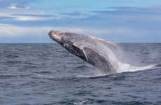 Avistamiento de ballenas en Salvador de Bahía