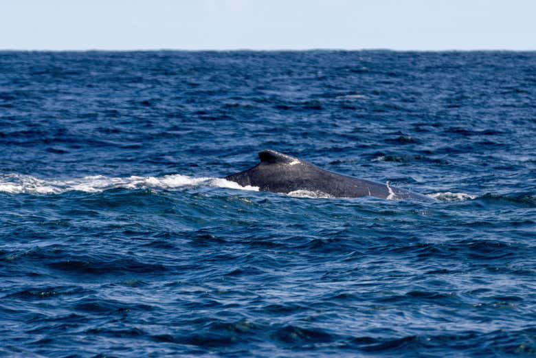 Disfrutaréis de un paseo en barco con avistamiento de ballenas