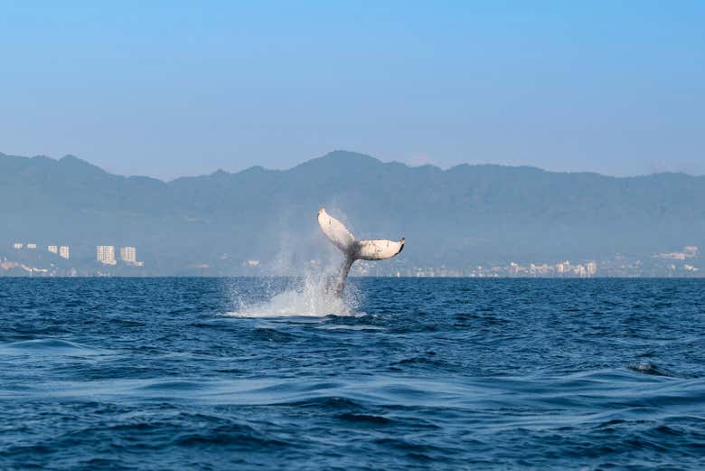 La mejor actividad para ver ballenas en Salvador