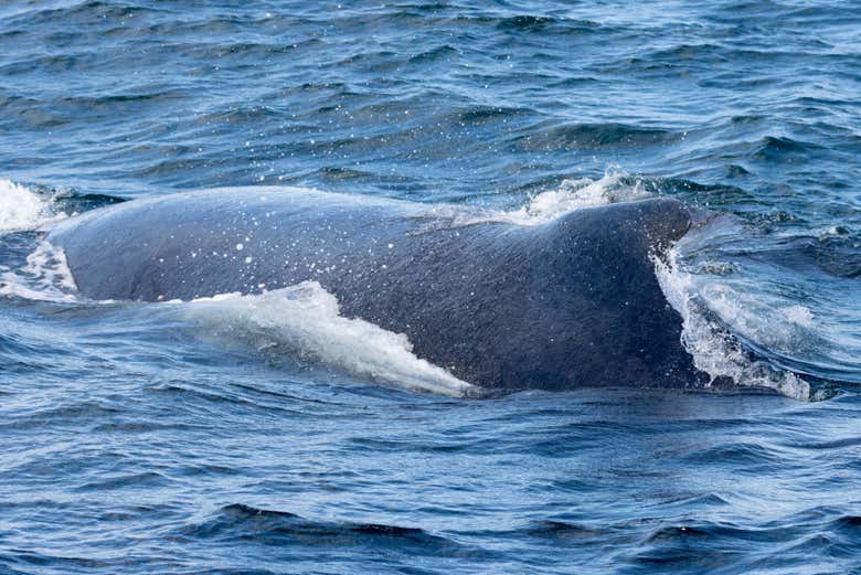 Una ballena nadando tranquilamente en el mar