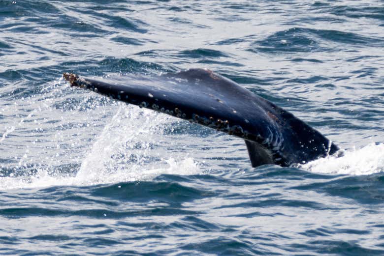 Salvador de Bahía es uno de los mejores sitios para ver ballenas
