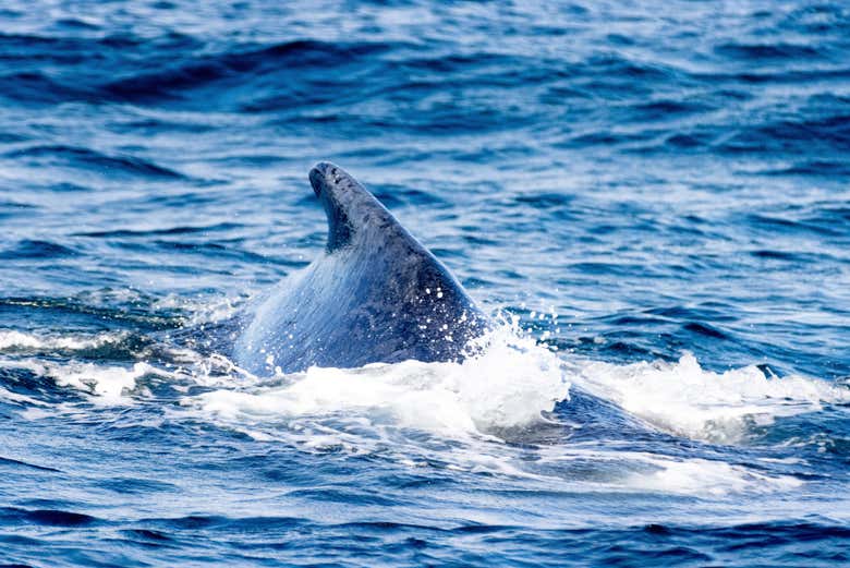 Veremos a las ballenas en su hábitat natural