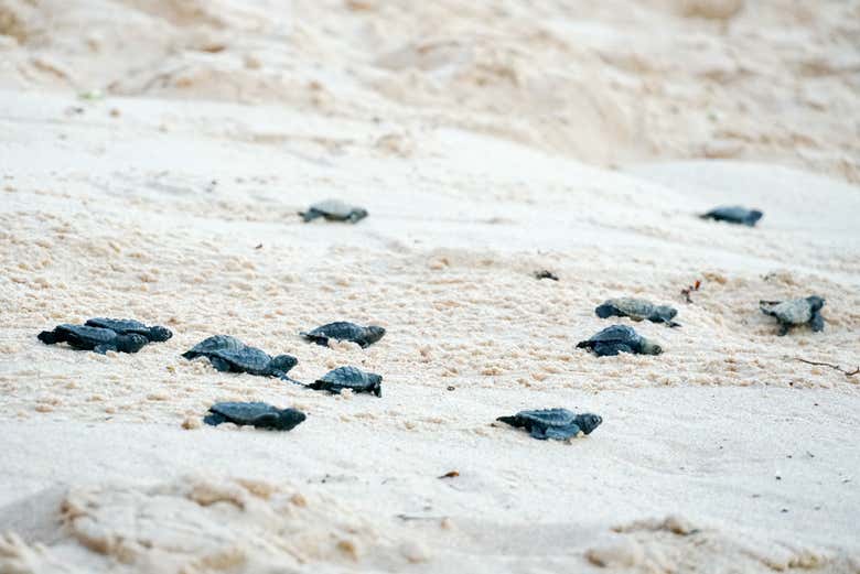 Grupo de tortugas del proyecto TAMAR