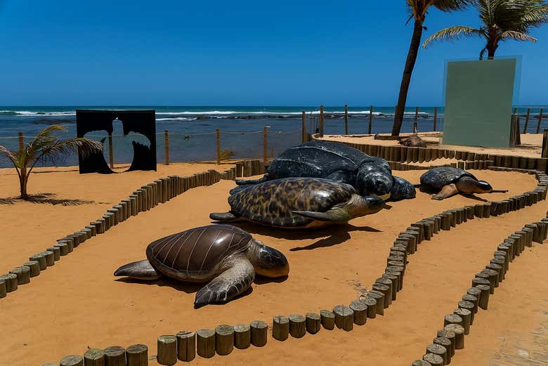 Découvrez la faune de Praia do Forte