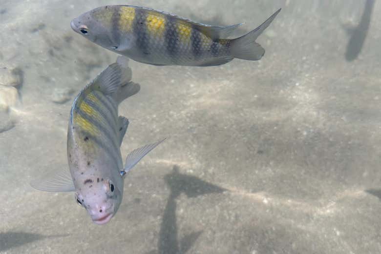 Unos peces nadando en aguas cristalinas