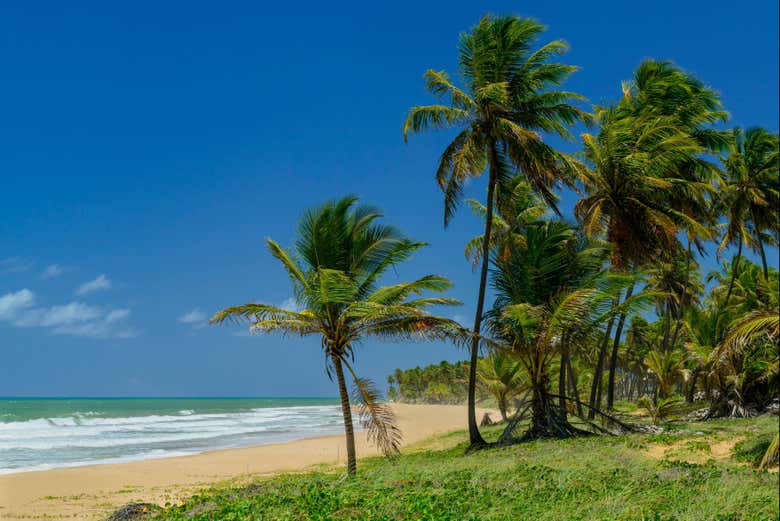 Palmeiras da praia de Imbassaí