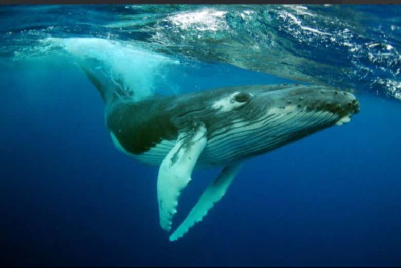 Las ballenas jorobadas nadando en Salvador de Bahía