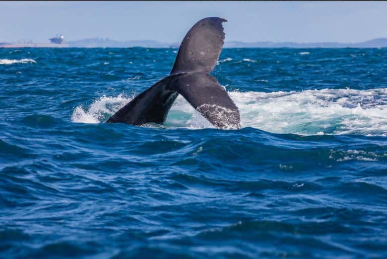 Una cola de una ballena jorobada