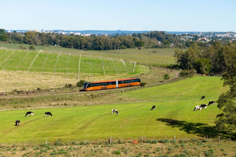 Atravessaremos paisagens verdejantes da Campanha Gaúcha