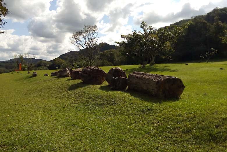 Recorriendo el jardín Paleobotánico 