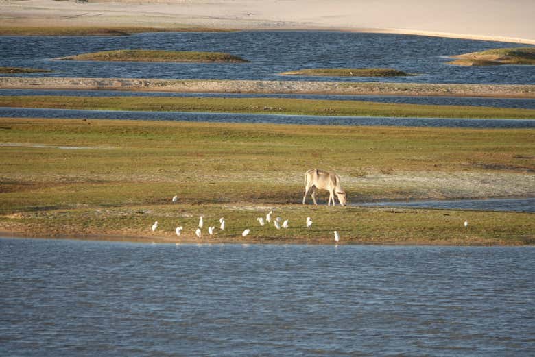 Vida nas lagoas que visitaremos no Circuito de Ponta Verde