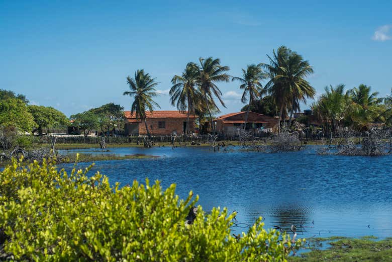 Admire the lush oasis