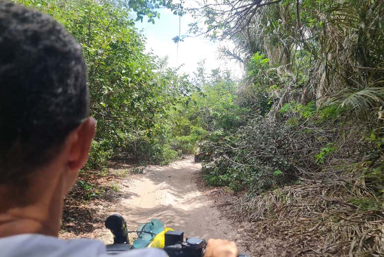 Atravesando zonas boscosas con los quads