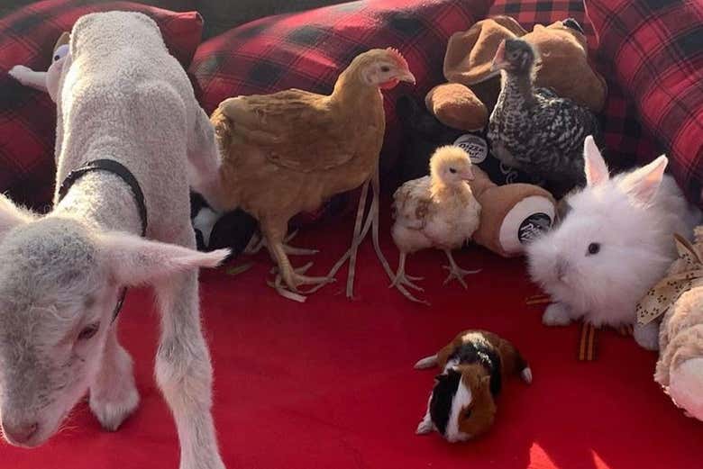 Animales de la estancia Santa Bárbara