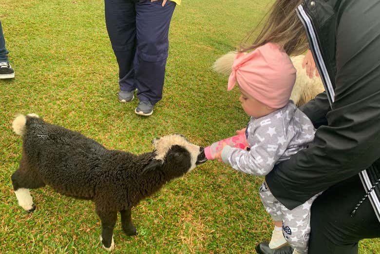 Un simpático corderito