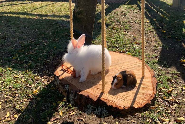 Animais da fazenda