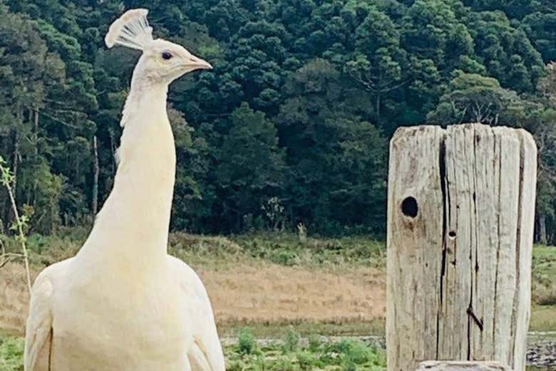 Pavo real blanco