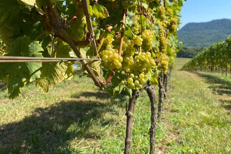 Parreiras na Vinícola Domus Mea