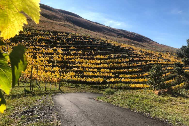 Paisagens de São Joaquim
