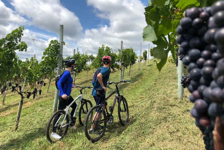 A spasso tra le vigne