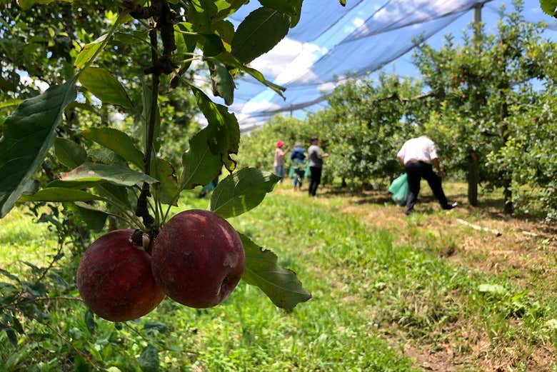 Maçãs de São Joaquim