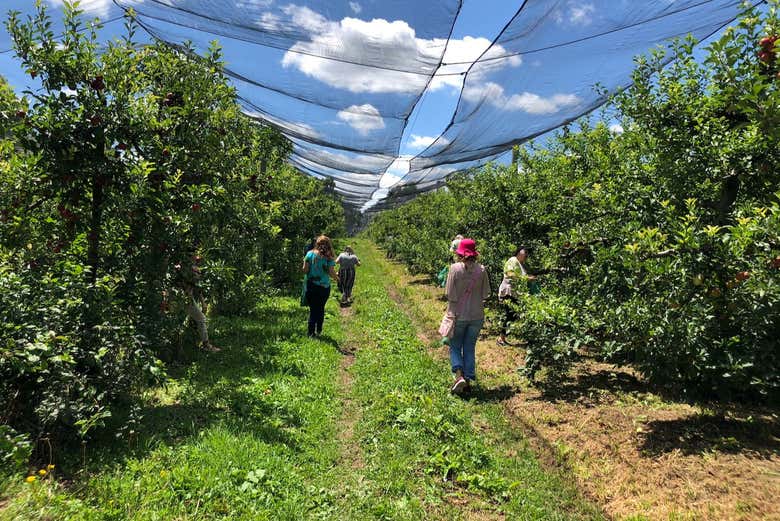 Conhecendo as macieiras