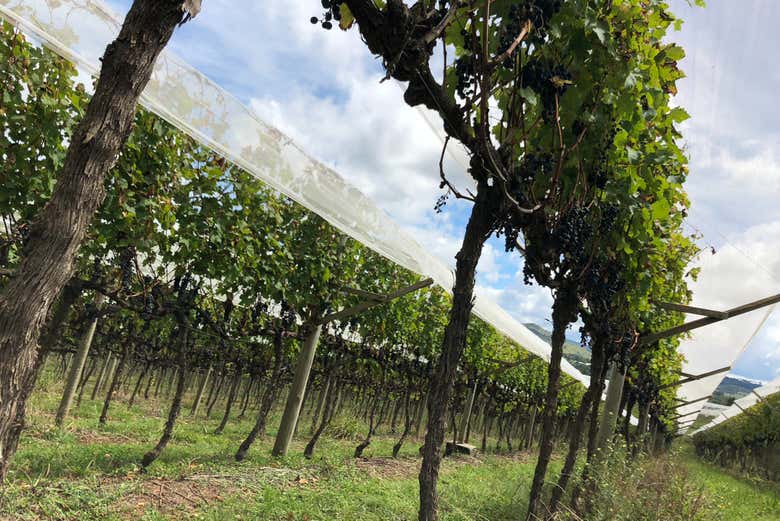 Passeggiando nei vigneti