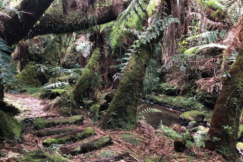 La frondosa vegetazione della zona