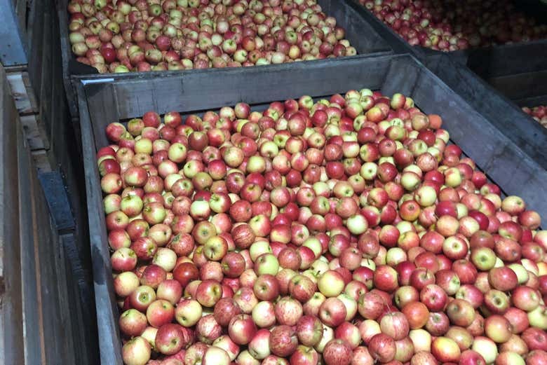 Processamento das maçãs em São Joaquim
