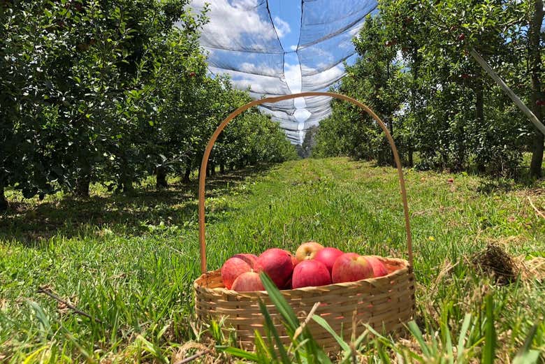 Uma cesta de maçãs