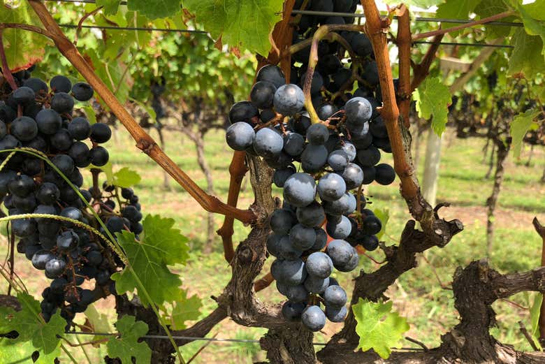 Uva della Serra Catarinense