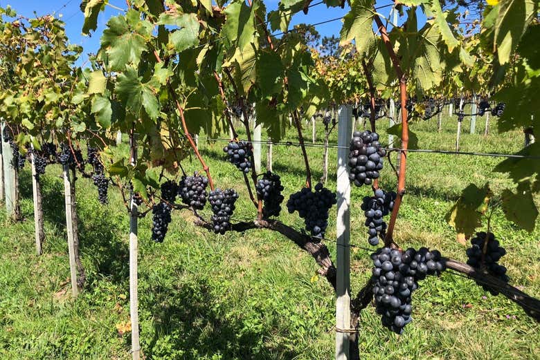 Vigneti di São Joaquim