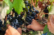 Villaggio Bassetti Vineyards Bike Tour