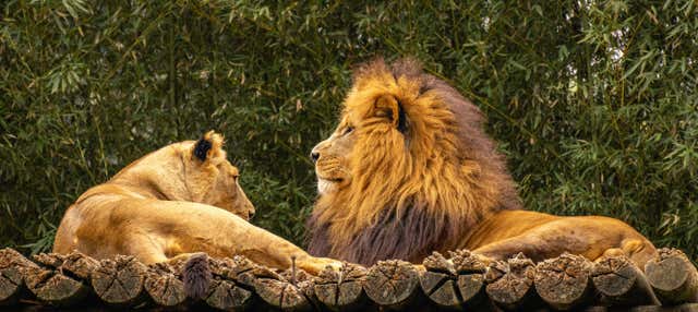 Entradas al Zoo de São Paulo