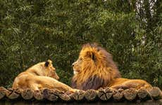 Entradas al Zoo de São Paulo