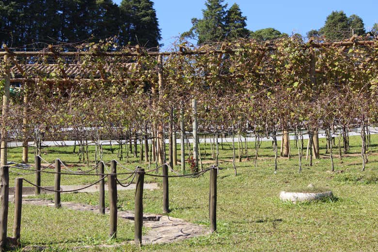 Viñedos en invierno