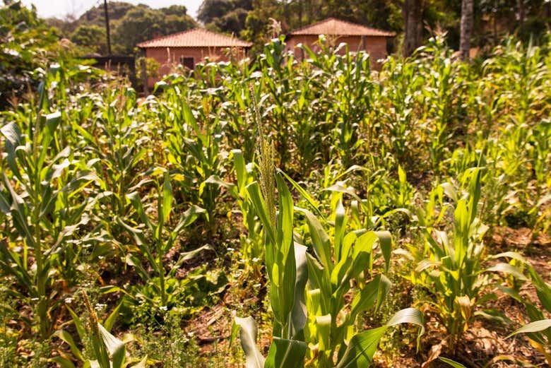 Plantações da aldeia guarani
