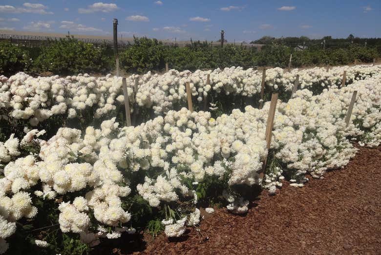 Campos de flores
