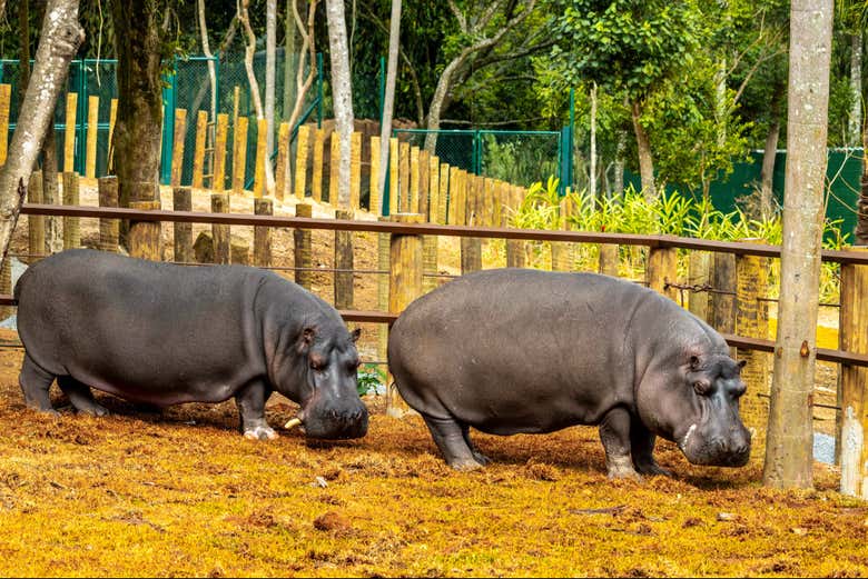 Dois exemplares de hipopótamo