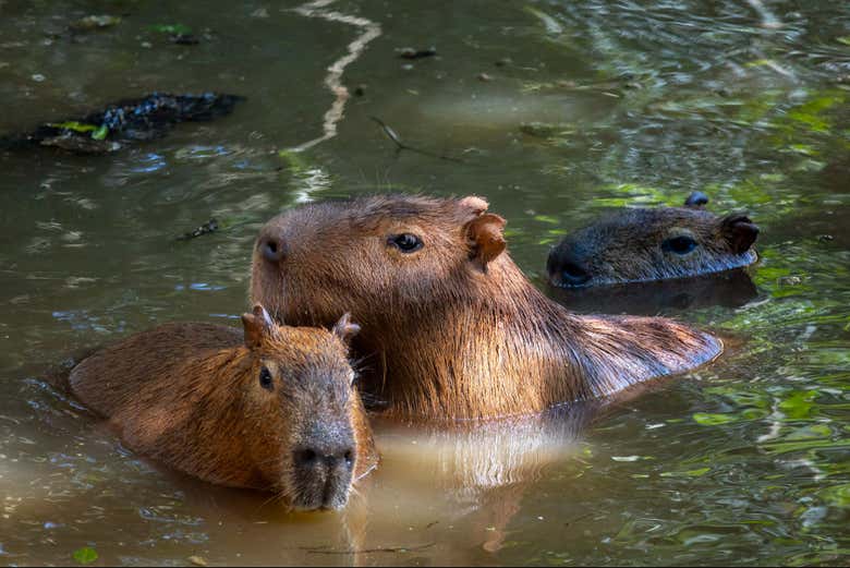 Três encantadoras capivaras na água