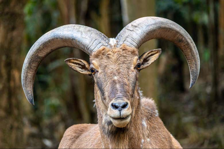 Muflão-europeu em primeiro plano