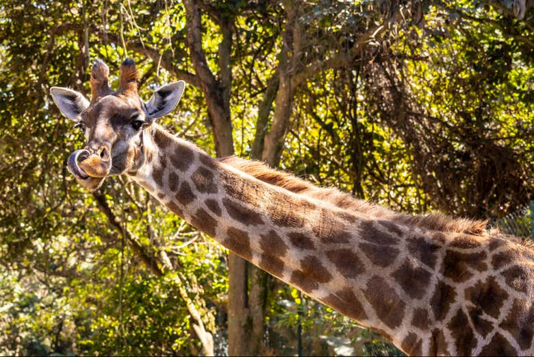 Uma girafa na floresta do Simba Safari