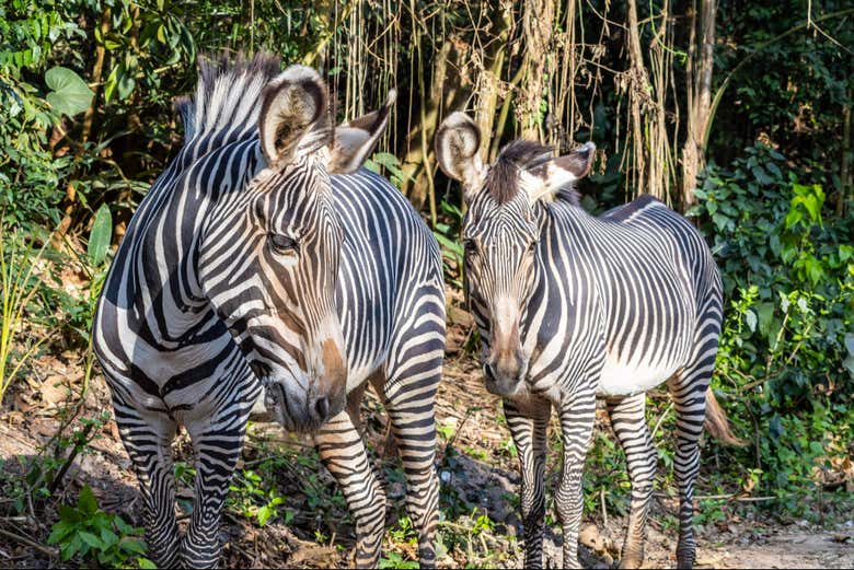 Zebras no Simba Safari de São Paulo