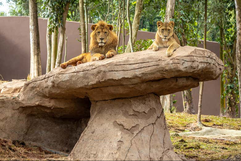 Um leão e uma leoa observando os visitantes no Simba Safari