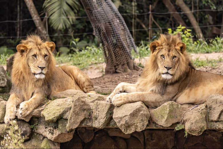 Dos leones descansando